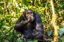 Ảnh động vật hài hước nhất năm 2024 đoạt giải thưởng lớn