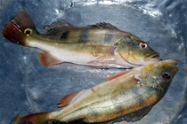 Chiêm ngưỡng quái ngư ngoại lai xuất hiện ở 2 hồ thủy điện Việt Nam