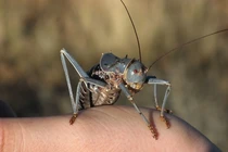 Sinh vật kỳ lạ, mình 'bọc thép' sở hữu năng lực khó tin