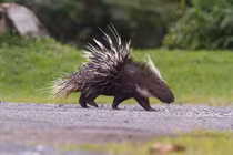 Loạt động vật 'Sách đỏ' vừa được thả ở VQG Phong Nha - Kẻ Bàng 