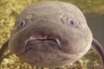 Loài cá đặc biệt không ăn uống vài năm vẫn sống khỏe