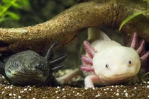 Lộ diện 'quái vật' nhiều chân dưới đáy biển, khả năng phát sáng kỳ lạ