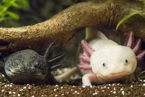 Lộ diện 'quái vật' nhiều chân dưới đáy biển, khả năng phát sáng kỳ lạ