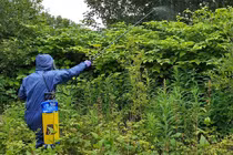 Loài cây là 'ác mộng' của nhiều nước, ở Trung Quốc là đặc sản