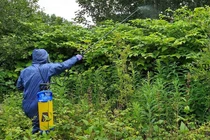Loài cây là 'ác mộng' của nhiều nước, ở Trung Quốc là đặc sản