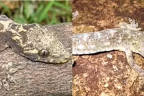 Loài động vật quý hiếm bậc nhất thế giới, chỉ Việt Nam có