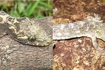 Loài động vật quý hiếm bậc nhất thế giới, chỉ Việt Nam có