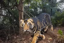 Giật mình hắc hổ siêu hiếm, dễ dàng hạ gục cá sấu dài 4m