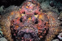 Top 8 loài cá đáng sợ bậc nhất, không ai muốn chạm trán trên đời