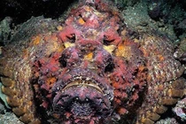 Top 8 loài cá đáng sợ bậc nhất, không ai muốn chạm trán trên đời