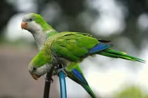 Kỳ lạ vẹt không biết hót nhưng lại giỏi bắt chước tiếng người