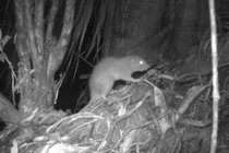 Chuột nâu khổng lồ tái xuất thần kỳ sau nhiều năm mất tích