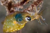 Độc đáo loài mực mới siêu nhỏ 1cm, săn mồi bằng cách ngồi im