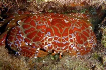 Một con cua có thể đầu độc 40.000 con chuột?