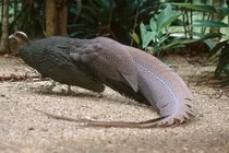 Loài chim quý báu vật của Trường Sơn, thế giới chỉ 2 nơi có