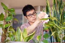 Top 6 loại cây phong thủy, trồng ở đâu lộc theo đến đấy