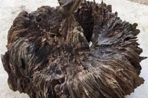 Phát hiện khúc gỗ lạ, định đem đốt nào ngờ là 'báu vật'