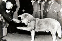 Những chú chó “huyền thoại” trong lịch sử nhân loại