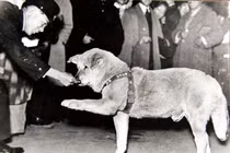 Những chú chó “huyền thoại” trong lịch sử nhân loại