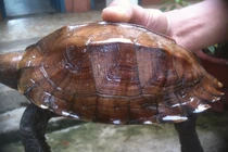 Cận cảnh rùa sa nhân cực hiếm vừa được người dân bàn giao ở Huế