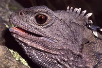 Loài vật được ví như 'hoá thạch sống', sở hữu 'con mắt thứ ba'