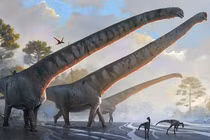 Ngắm vẻ ngoài 'hoàn hảo' của loài khủng long mới