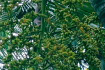 Cây cảnh giàu có, cát tường, xua đuổi xui xẻo, trừ tà