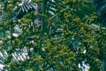 Cây cảnh giàu có, cát tường, xua đuổi xui xẻo, trừ tà