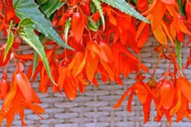 Cây cảnh phú quý mãn đường, mang may mắn tài lộc cho gia chủ