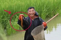 Tháng 7 ong, tháng 8 rắn, tháng 9 không nên quấy nhiễu lươn, tại sao?