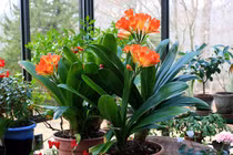 5 hoa chiêu tài hút lộc, mỗi lần nở là đón điềm lành