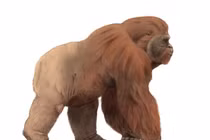 Giật mình nguyên nhân thực sự khiến loài vượn lớn nhất bị xóa sổ