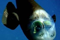 'Quái vật' biển sâu, mắt lồi to, nhìn thấu con mồi trong bóng tối