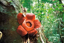 Loài hoa lớn nhất thế giới có nguy cơ tuyệt chủng: Bất ngờ nguyên nhân