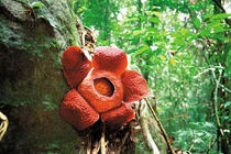 Loài hoa lớn nhất thế giới có nguy cơ tuyệt chủng: Bất ngờ nguyên nhân