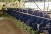 Chàng kỹ sư xây dựng bỏ việc về quê nuôi bò 3B thu tiền tỷ