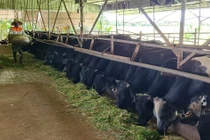 Chàng kỹ sư xây dựng bỏ việc về quê nuôi bò 3B thu tiền tỷ