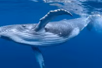 Động vật lặn giỏi nhất hành tinh, tàu ngầm hạt nhân thua xa