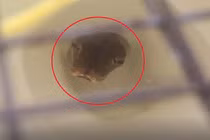 Nghe tiếng ọc ọc từ bồn cầu, sốc nặng thấy 'quái thú' bên trong 