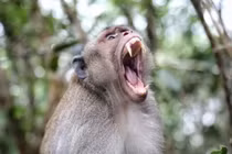 Bị khỉ tấn công khi... ngáp