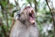 Bị khỉ tấn công khi... ngáp