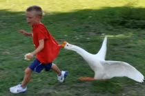 Ngỗng tấn công người, rắn bỏ chạy khi thấy ngỗng, vì sao? 