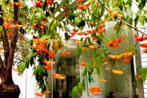 5 cây cảnh chiêu lộc, gọi tiền, nhà nào cũng nên trồng trong sân