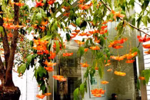 5 cây cảnh chiêu lộc, gọi tiền, nhà nào cũng nên trồng trong sân