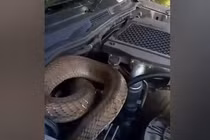 Kiểm tra xe hơi, thất kinh phát hiện 'quái thú' hoành hành