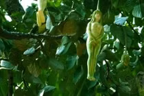 Thực hư loại cây hình thiếu nữ, rung lên khi đàn ông chạm vào 