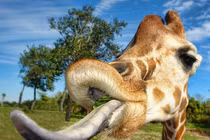 Động vật kỳ quặc và loạt tật xấu dị hợm nhất hành tinh