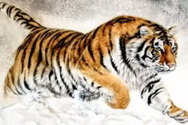 Số mệnh dát vàng, 3 con giáp sau tuổi 40 giàu không đối thủ