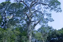 Loài cây cùng thời với khủng long, duy nhất Việt Nam có