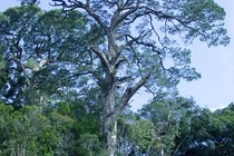 Loài cây cùng thời với khủng long, duy nhất Việt Nam có